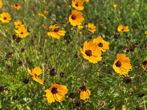 Tbd Homestead Circle Paige TX 78659