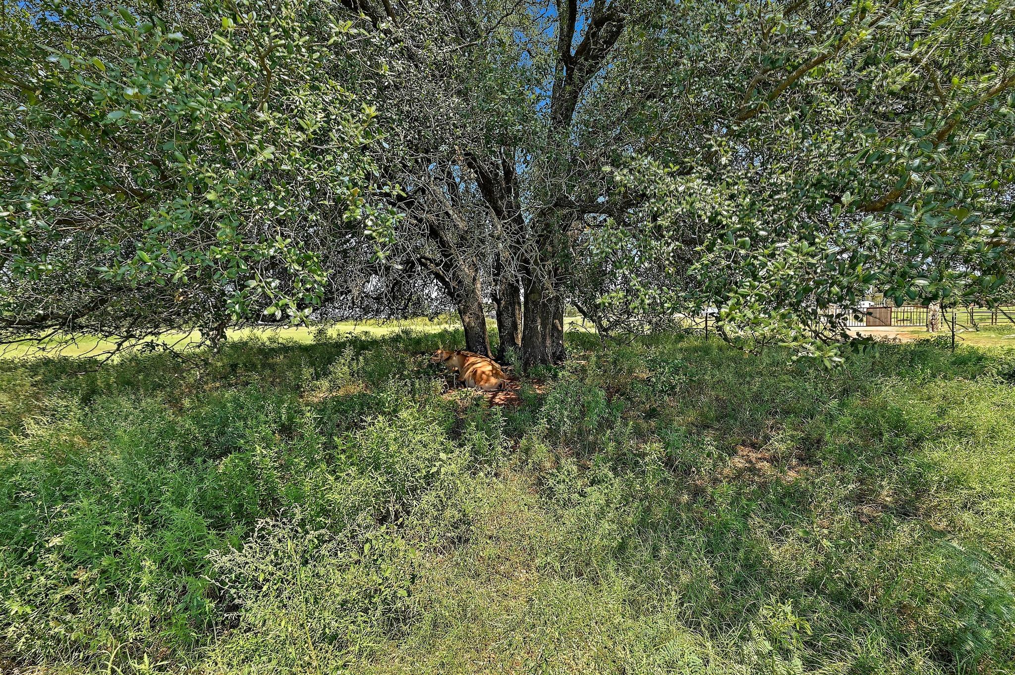 255 Skyline Drive Marble Falls TX 78654