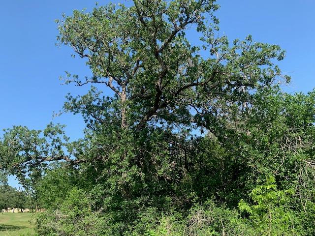 262 Colovista Parkway Bastrop TX 78602