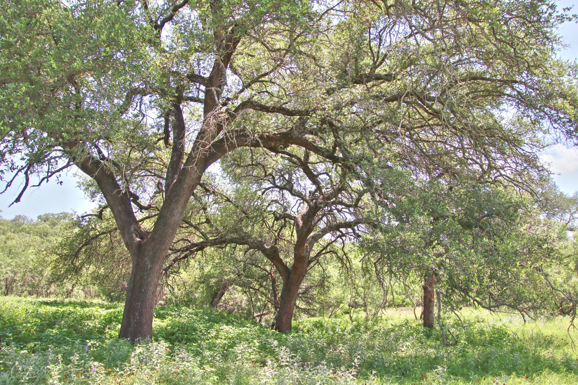 Tbd Cr 110 Road Burnet TX 78611