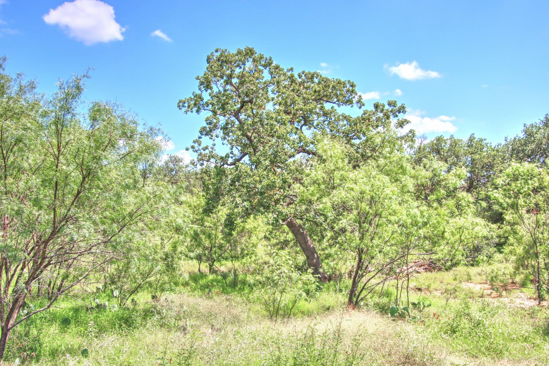 Tbd Cr 110 Road Burnet TX 78611