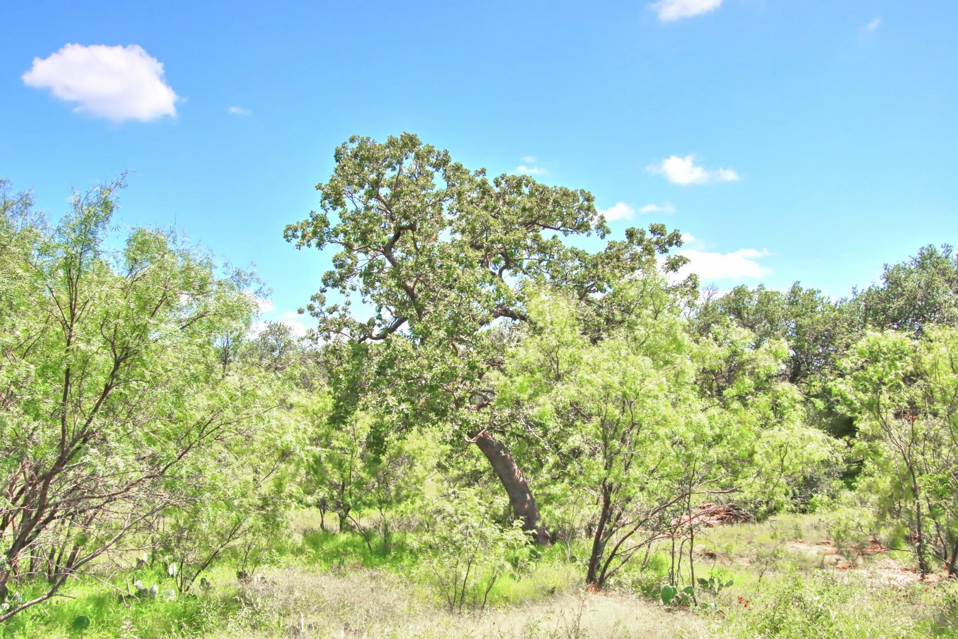 Tbd Cr 110 Road Burnet TX 78611