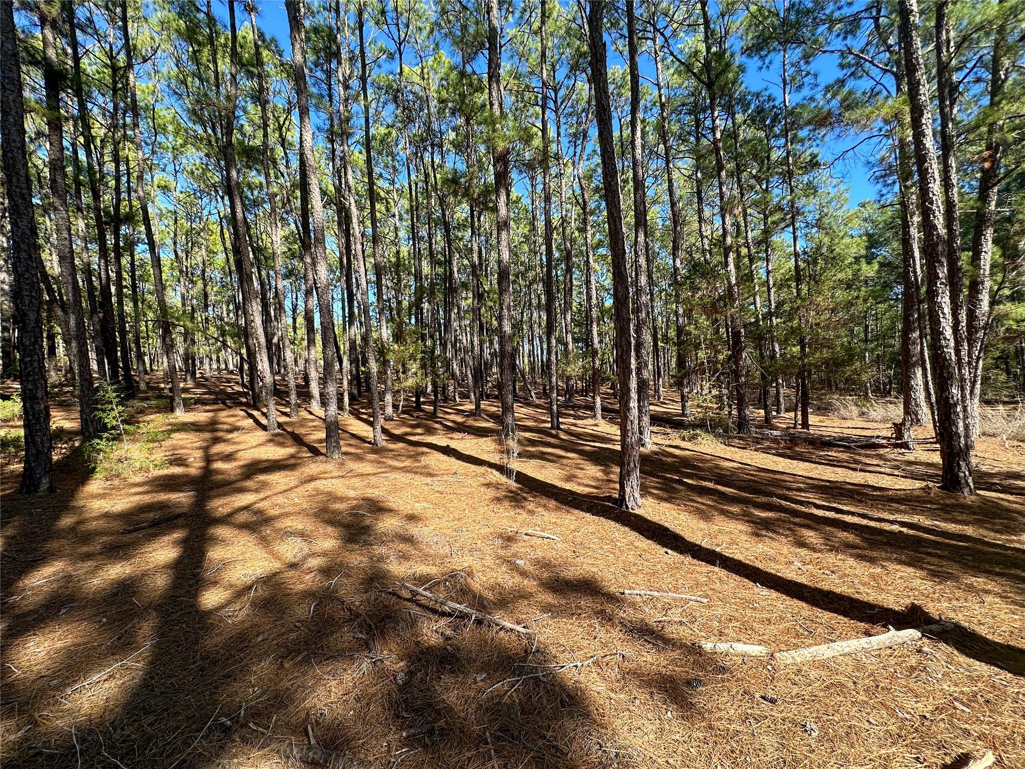 Lot 12 Hickory Ridge Drive Bastrop TX 78602