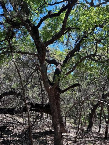 37 Heathrow Lane Wimberley TX 78676