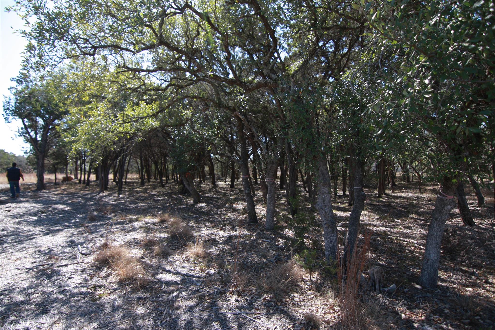 150 Patricks Way Dripping Springs TX 78620