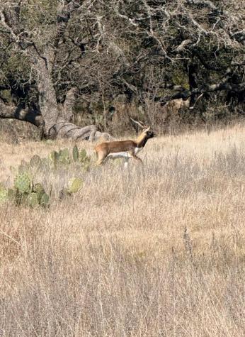 100 S Waterbuck Way Lampasas TX 76550
