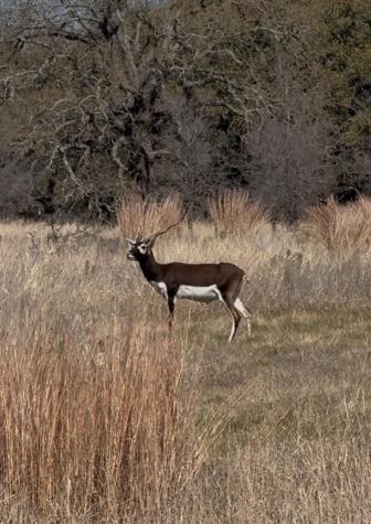 100 S Waterbuck Way Lampasas TX 76550
