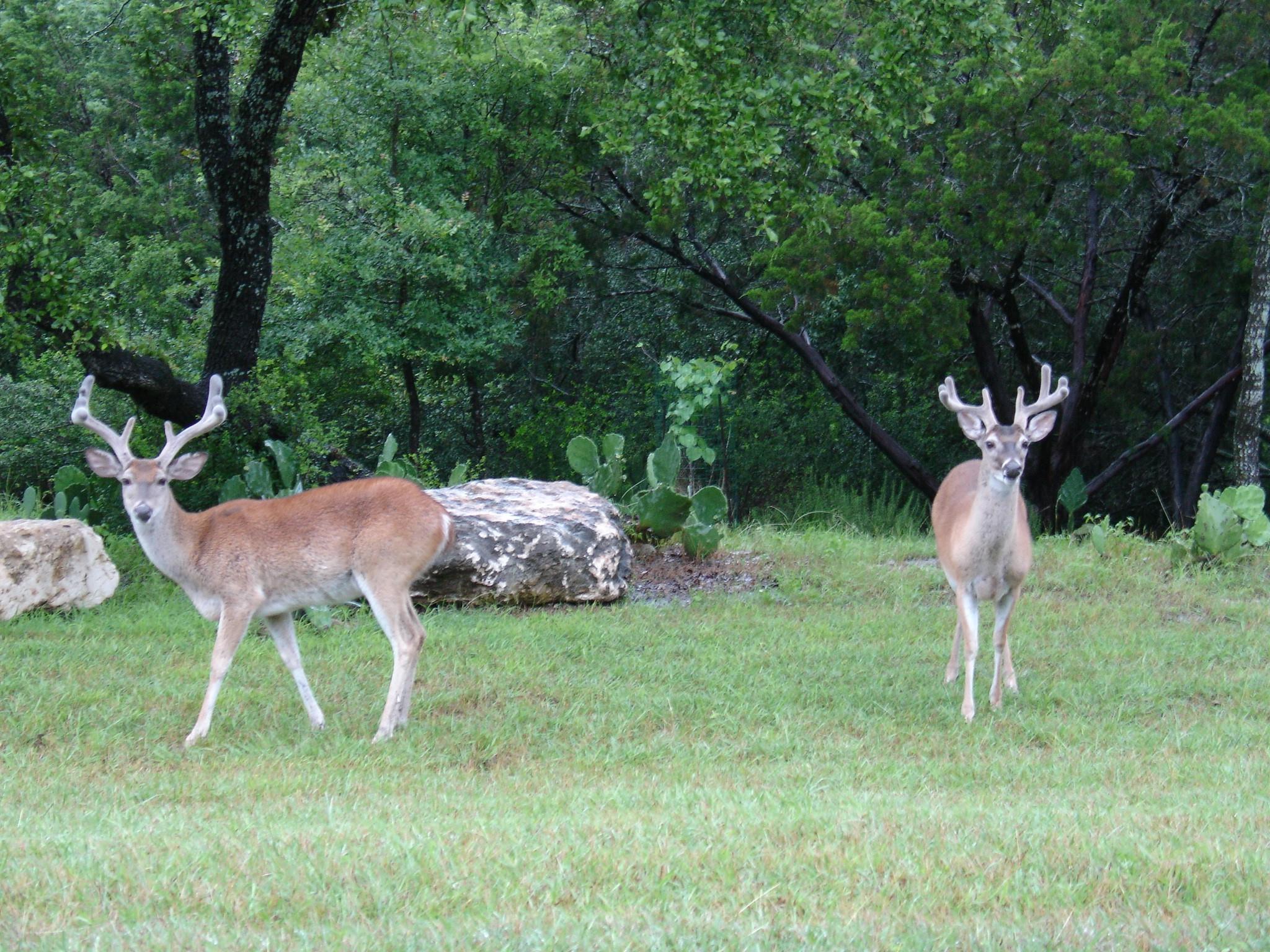 424 (Lot 234) Coventry Road Spicewood TX 78669