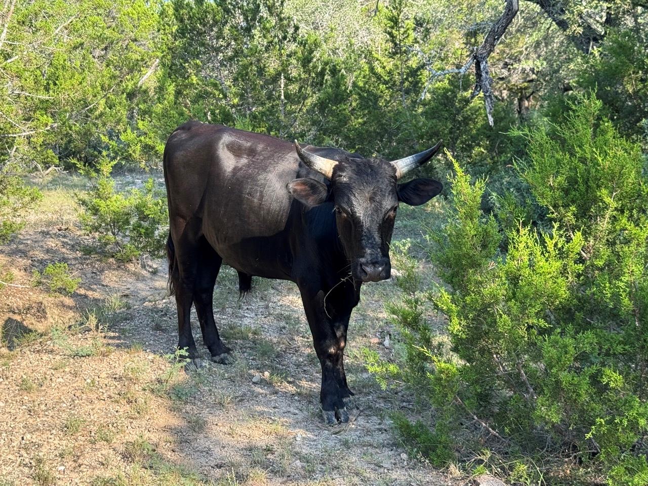 25723 Hamilton Pool Road Round Mountain TX 78654