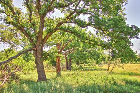 Lot 5 Rm 1323 Willow City TX 78675