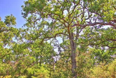 Lot 5 Rm 1323 Willow City TX 78675