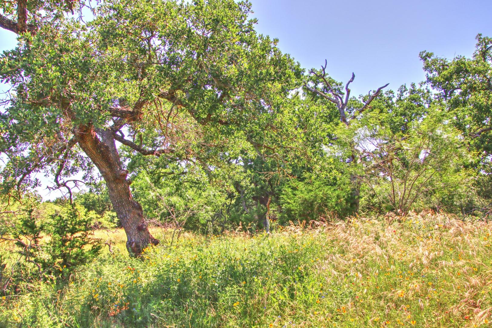 Lot 5 Rm 1323 Willow City TX 78675