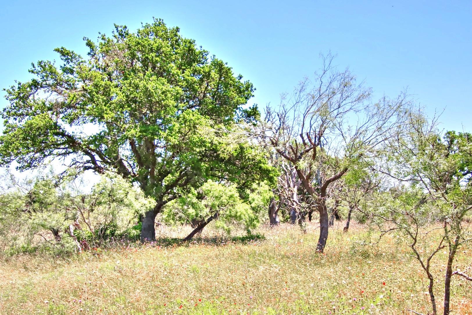 Lot 5 Rm 1323 Willow City TX 78675