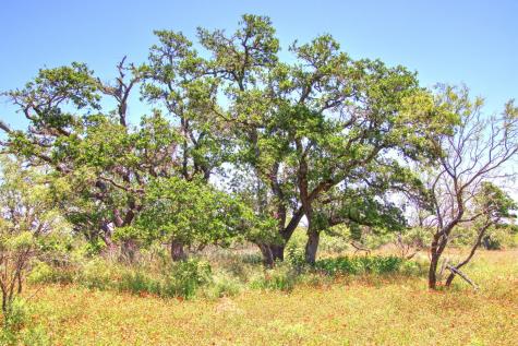 Lot 5 Rm 1323 Willow City TX 78675