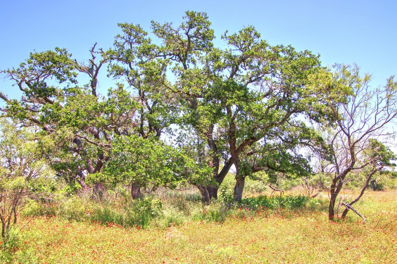Lot 5 Rm 1323 Willow City TX 78675