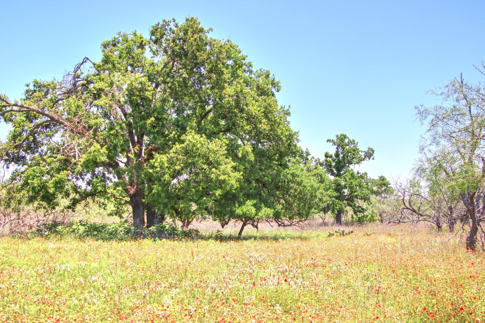 Lot 5 Rm 1323 Willow City TX 78675