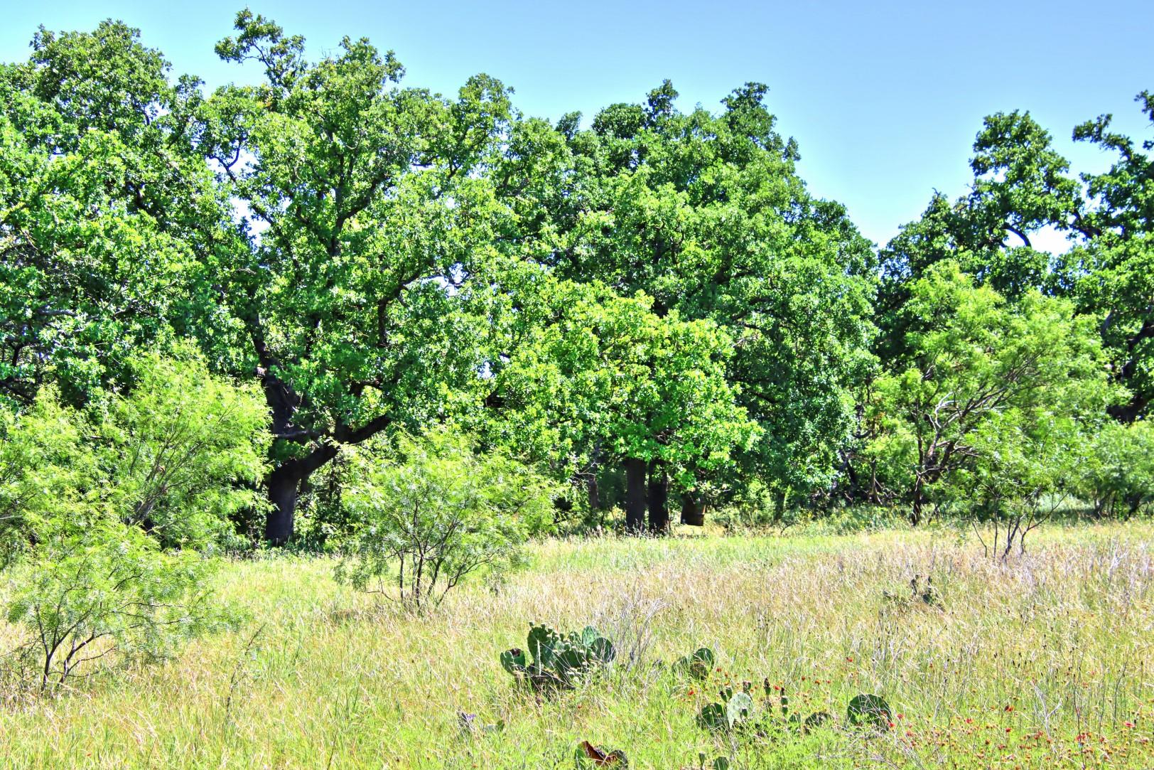 Lot 5 Rm 1323 Willow City TX 78675
