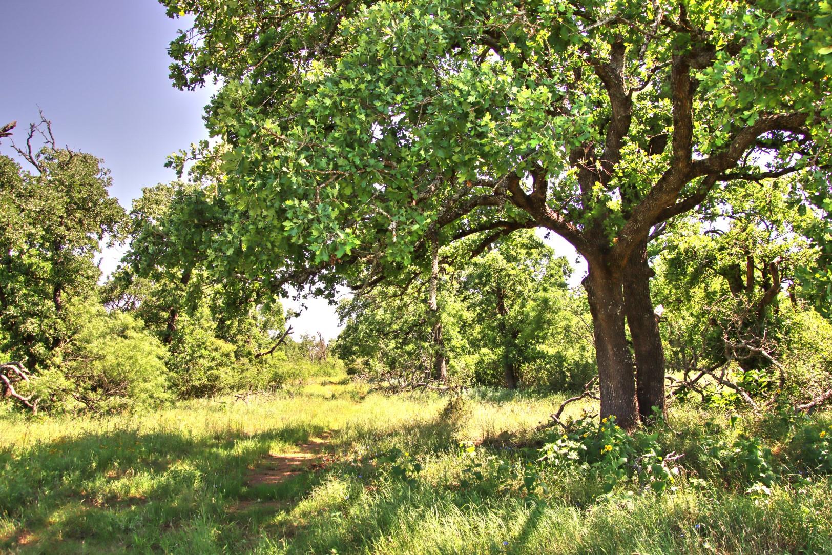 Lot 5 Rm 1323 Willow City TX 78675