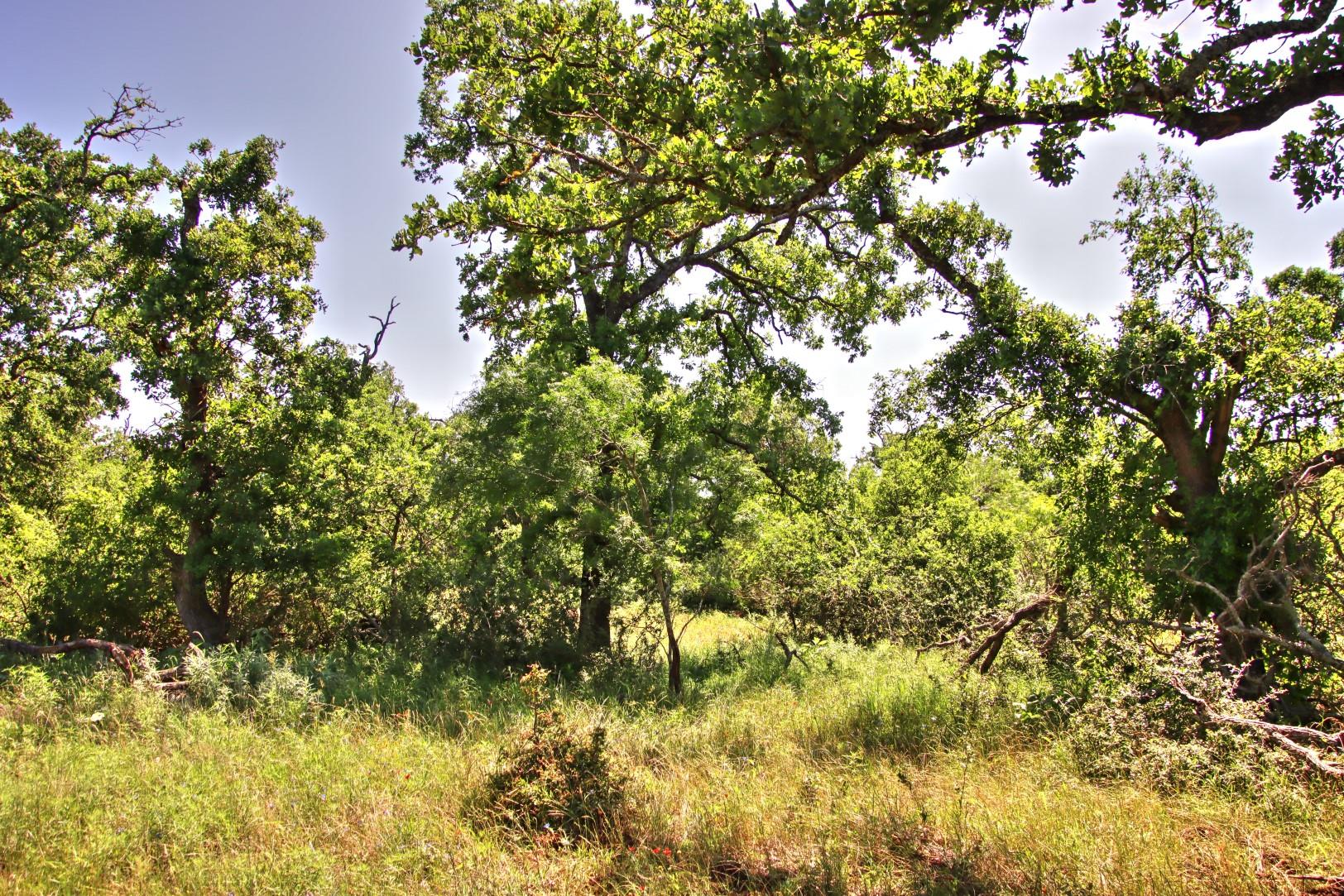 Lot 5 Rm 1323 Willow City TX 78675