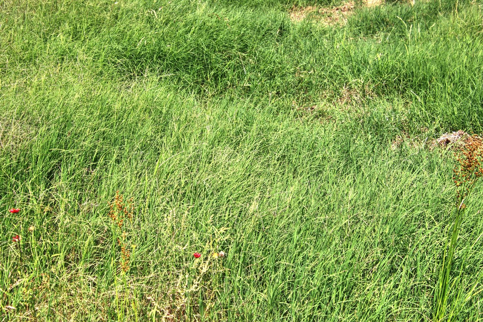 Lot 5 Rm 1323 Willow City TX 78675