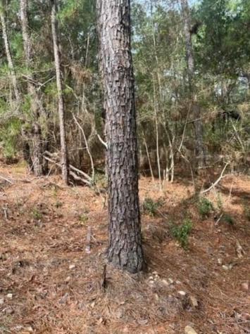 Lot 345 Wainee Drive Bastrop TX 78602