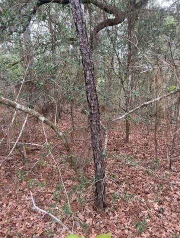 Lot 345 Wainee Drive Bastrop TX 78602