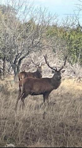 Lot 175 Heartleaf Drive Lampasas TX 76550