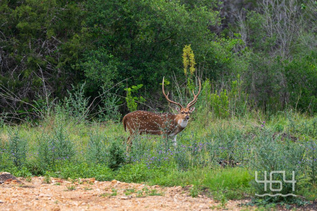 59 Balcones Drive Johnson City TX 78636