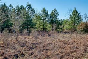 Tbd Cardinal Loop Paige TX 78659