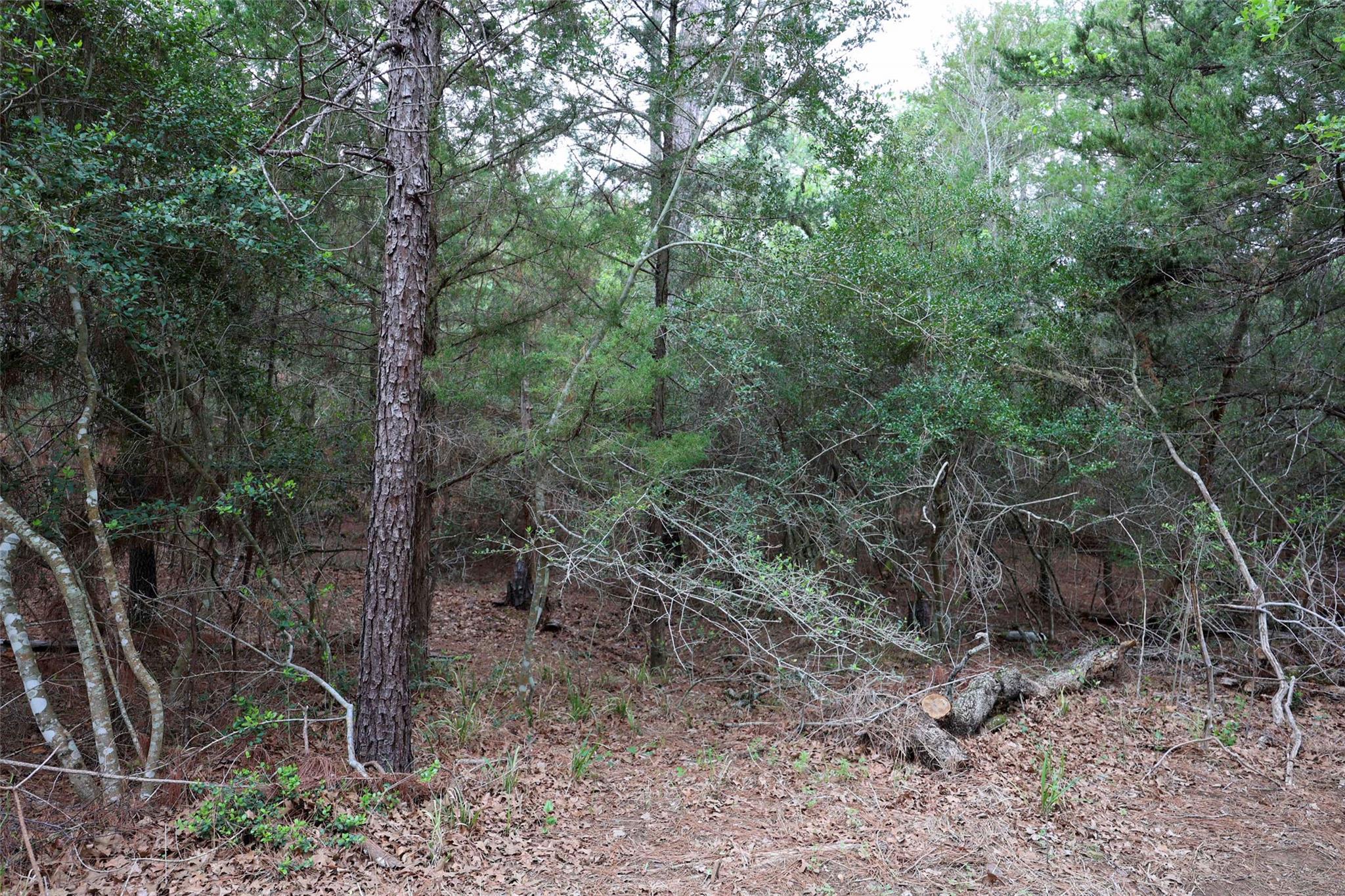 Tbd Red Fox Road La Grange TX 78945
