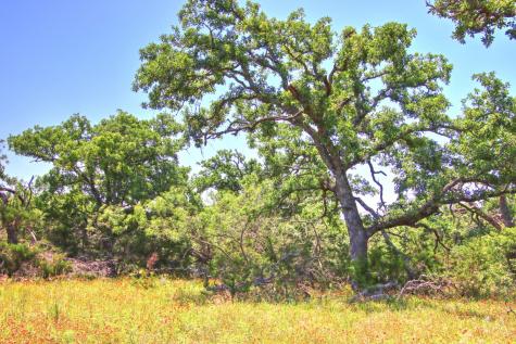 Lot 6 Rm 1323 Willow City TX 78675