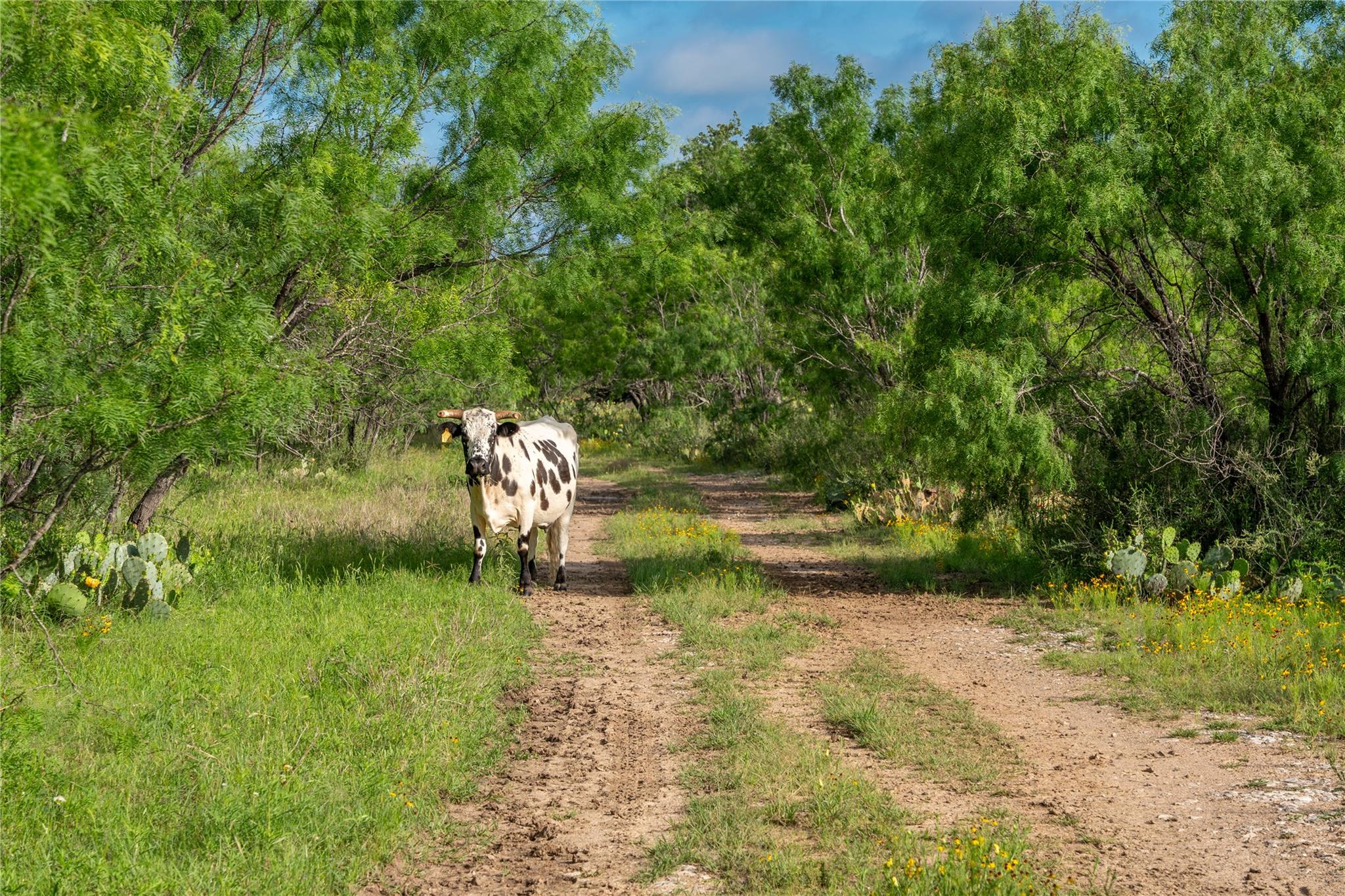 3501 Cr120 Marble Falls TX 78654