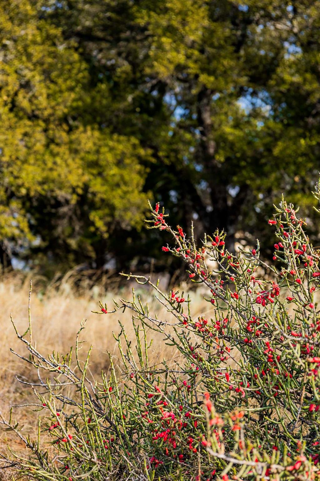 Lot 20 & 21 County Road 141 Burnet TX 78611