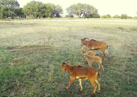 Lot 231 Winecup Drive Lampasas TX 76550