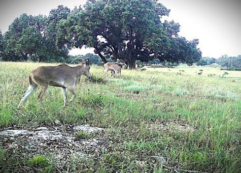 Lot 231 Winecup Drive Lampasas TX 76550