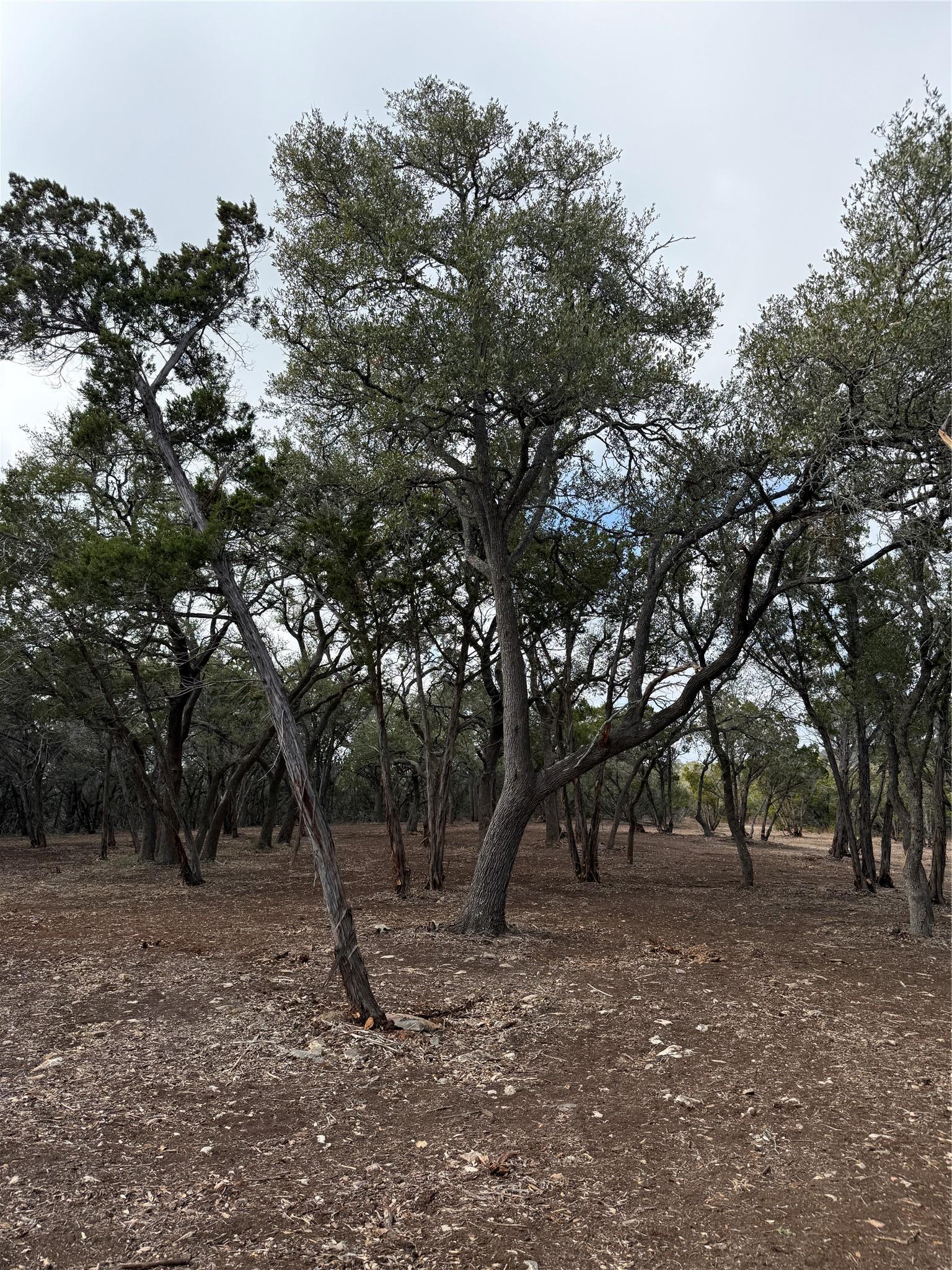 15 Acres Red Corral Ranch Road Wimberley TX 78676