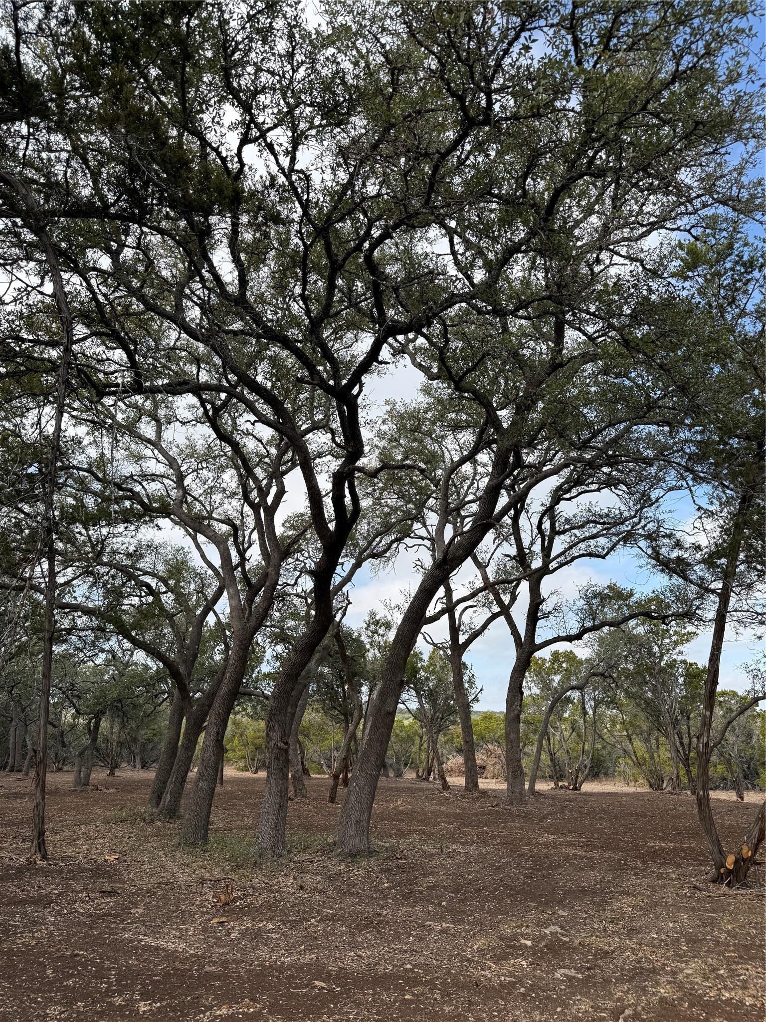 15 Acres Red Corral Ranch Road Wimberley TX 78676