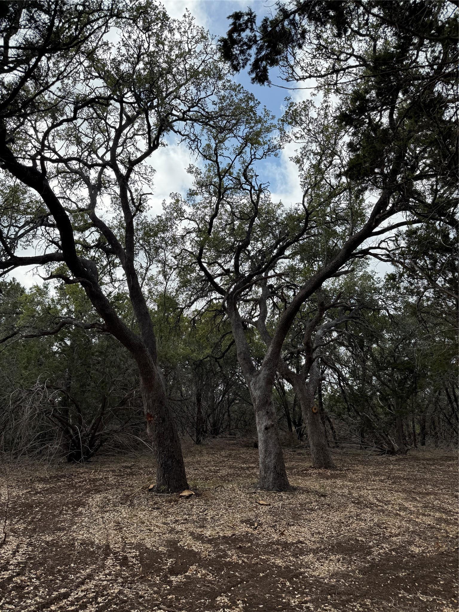 15 Acres Red Corral Ranch Road Wimberley TX 78676