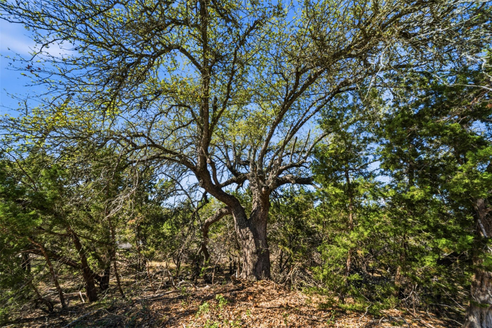 1038 Hidden Hills Drive Dripping Springs TX 78620