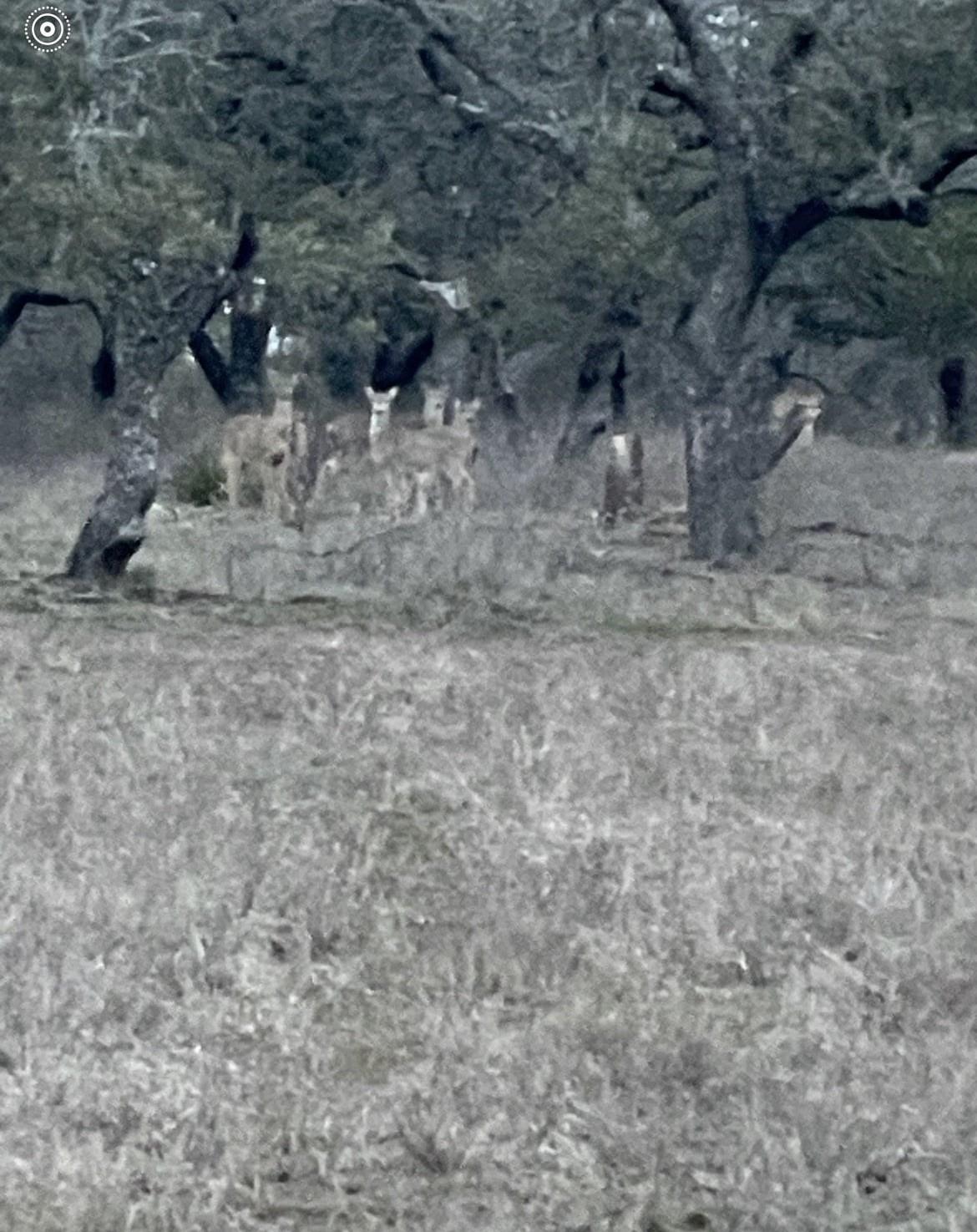 Tbd Winnie Smith Road Round Mountain TX 78663