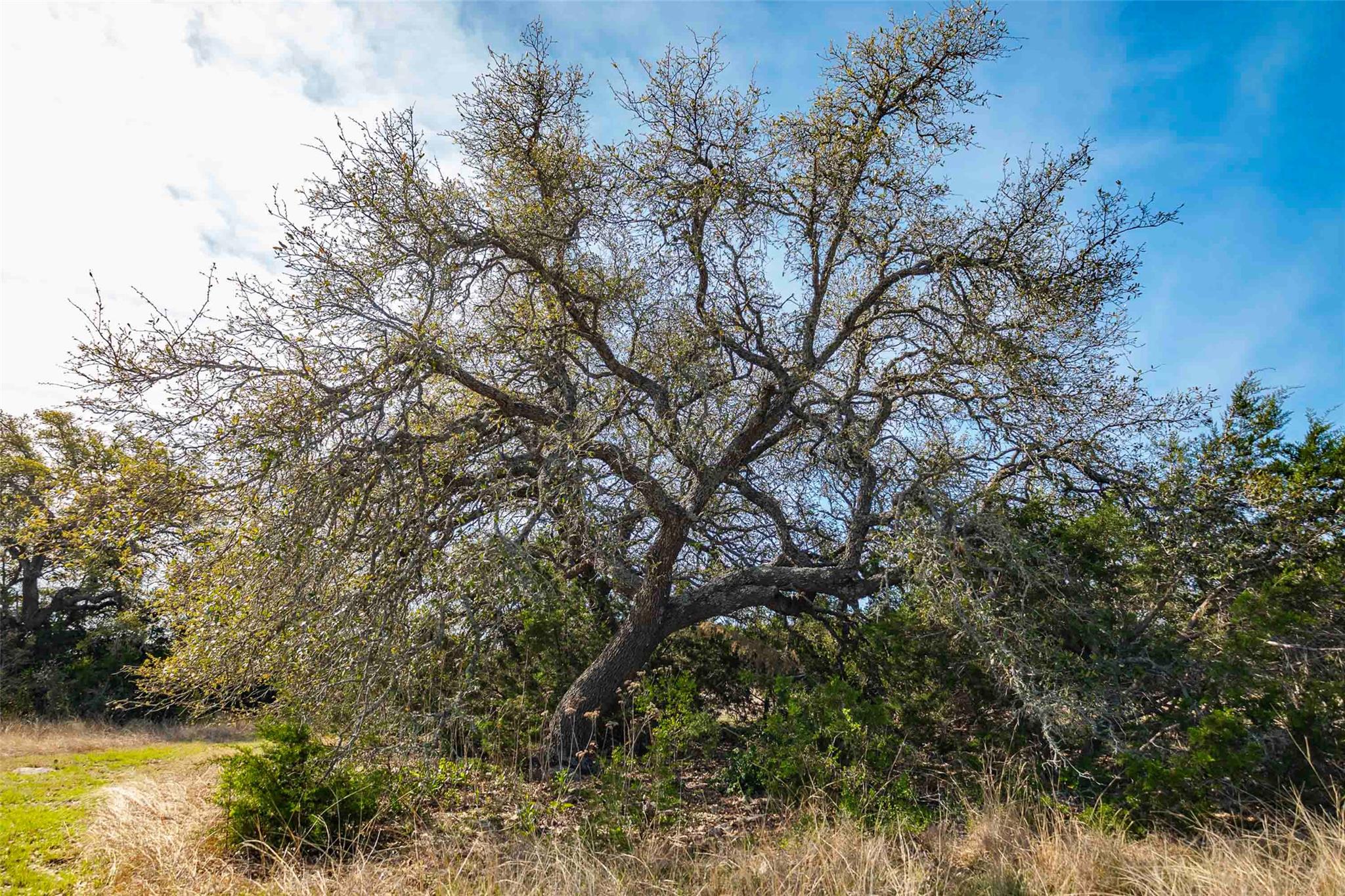 Lot 8 Saddle Ridge Drive Bertram TX 78605