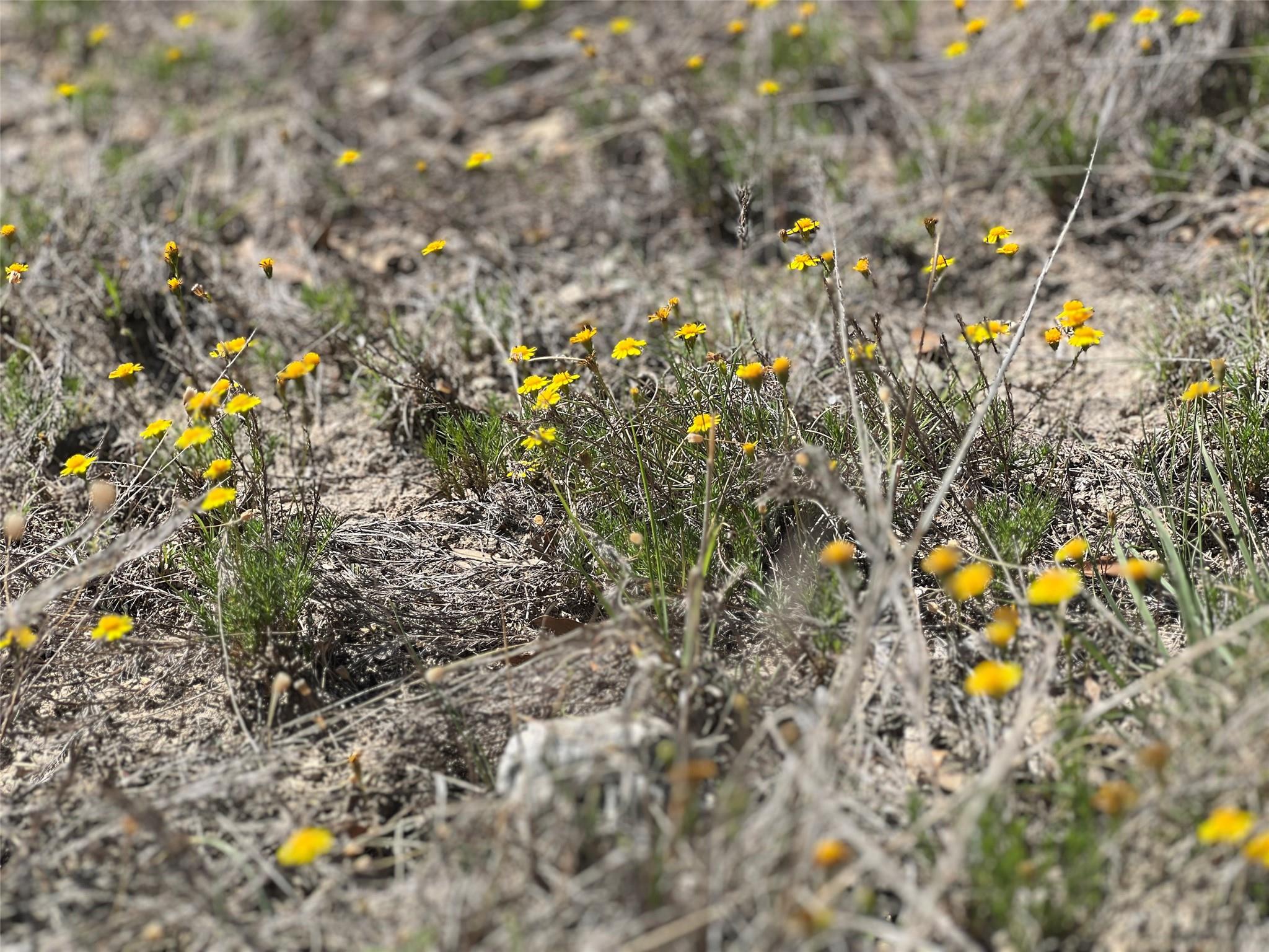 Lot 24 Private Road 3643 Copperas Cove TX 76522