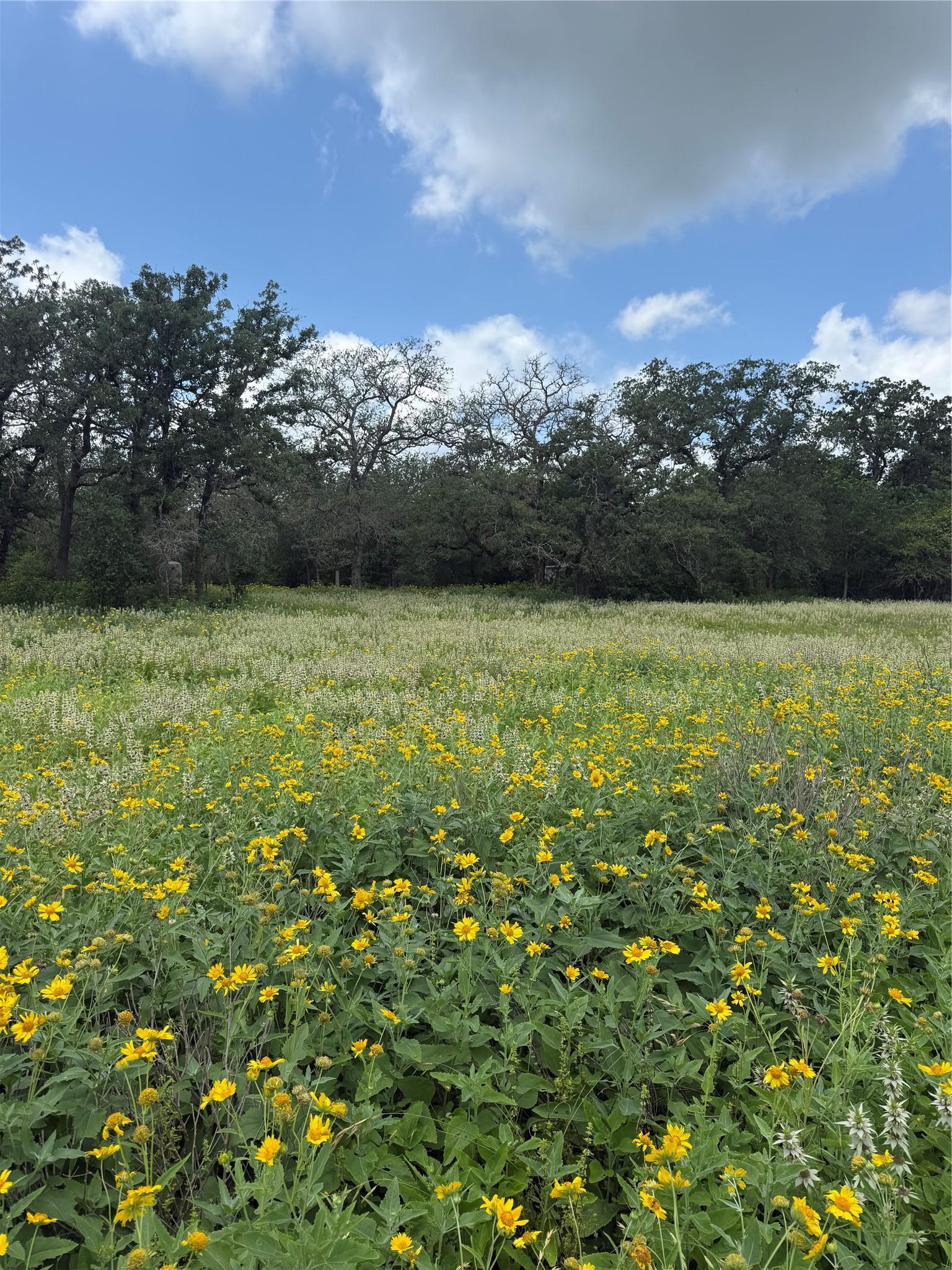 2135 Mule Creek Road Harwood TX 78632