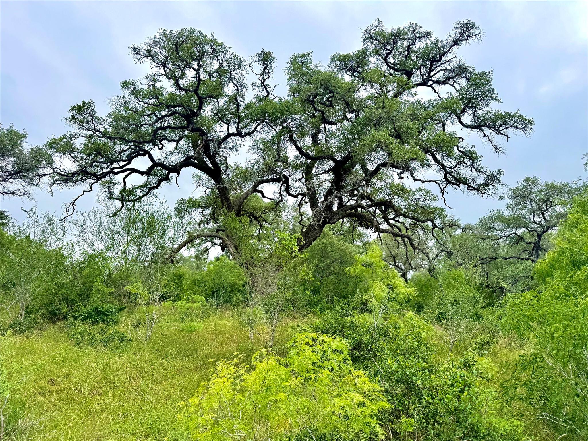 Tbd Tract Q Fm 108 Smiley TX 78159