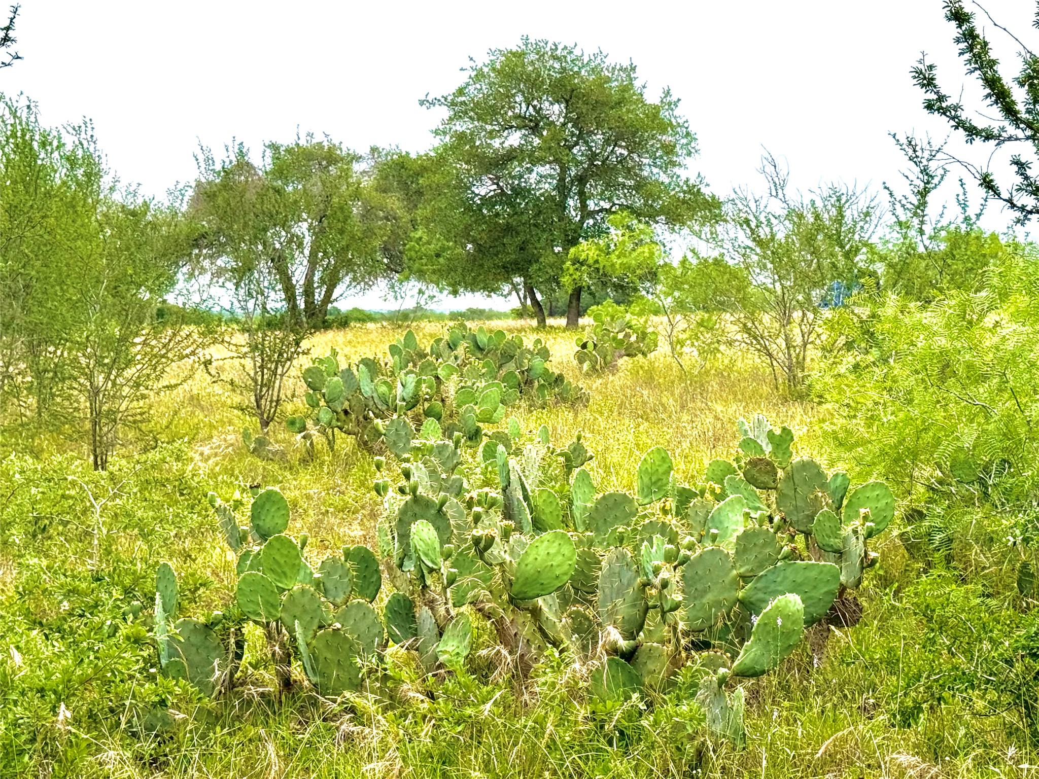 Tbd Tract Q Fm 108 Smiley TX 78159