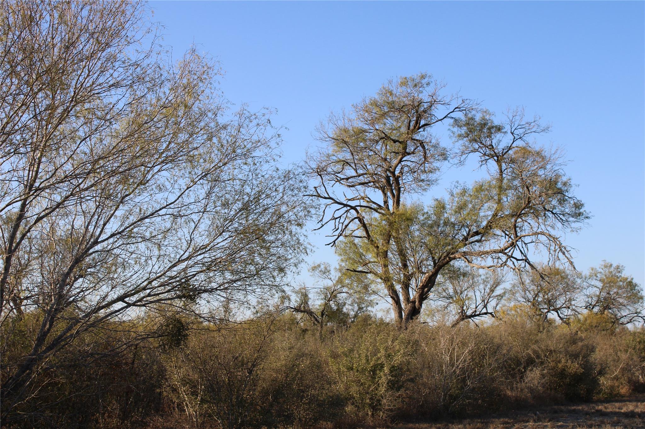 0000 Cr 339 Jourdanton TX 78026