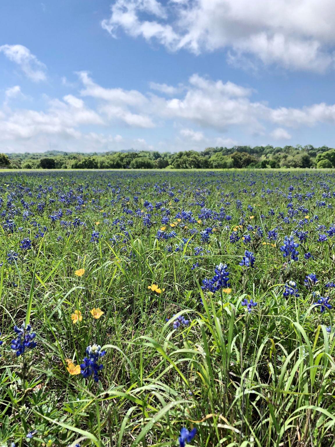 100 Dario Drive Dripping Springs TX 78620