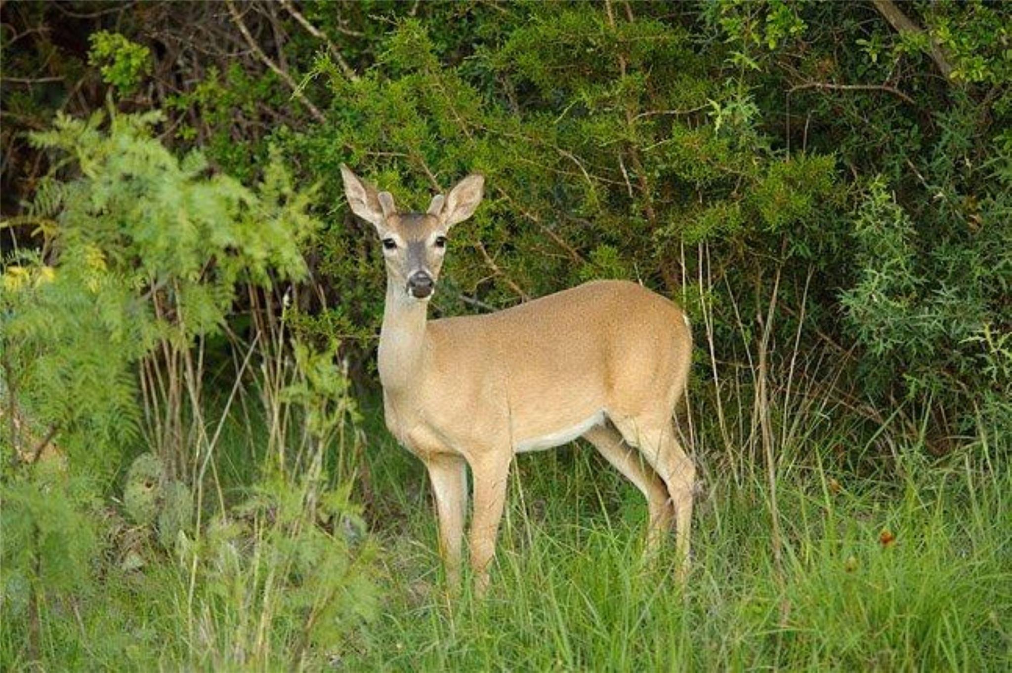 Lot 135 Overlook Parkway Horseshoe Bay TX 78657