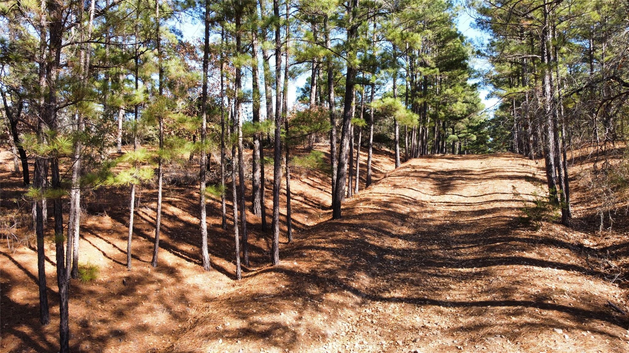 0 Pine Lodge Drive Lot 26 Bastrop TX 78602