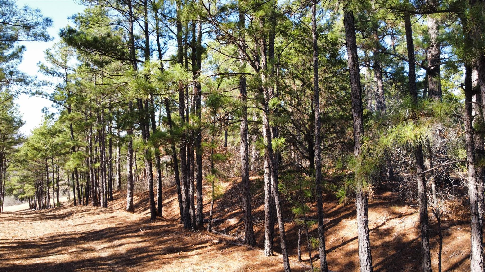 0 Pine Lodge Drive Lot 26 Bastrop TX 78602